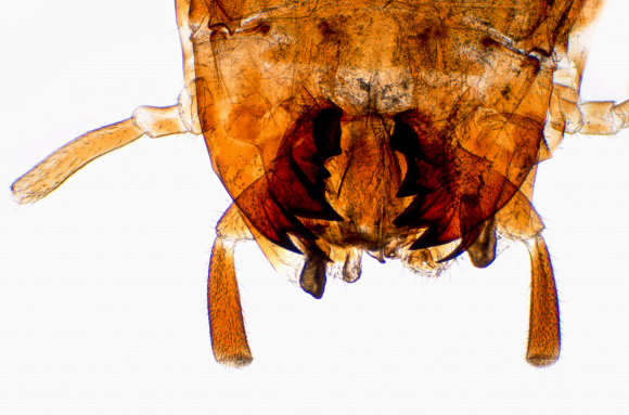 Tête d'insecte - type broyeur - Blatte x7